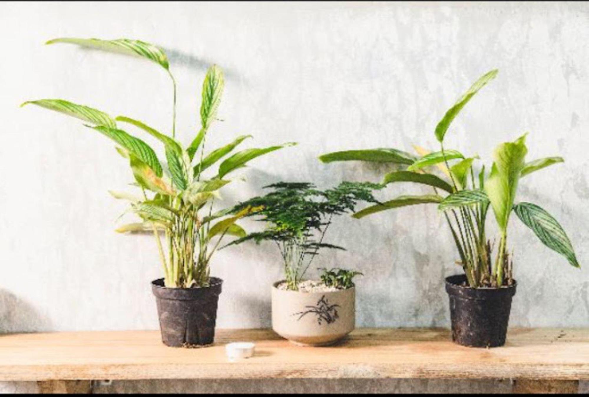 Ban Urban House Hotel Buôn Ma Thuột Ngoại thất bức ảnh